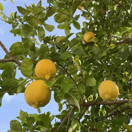 Casa Limones * נרחה